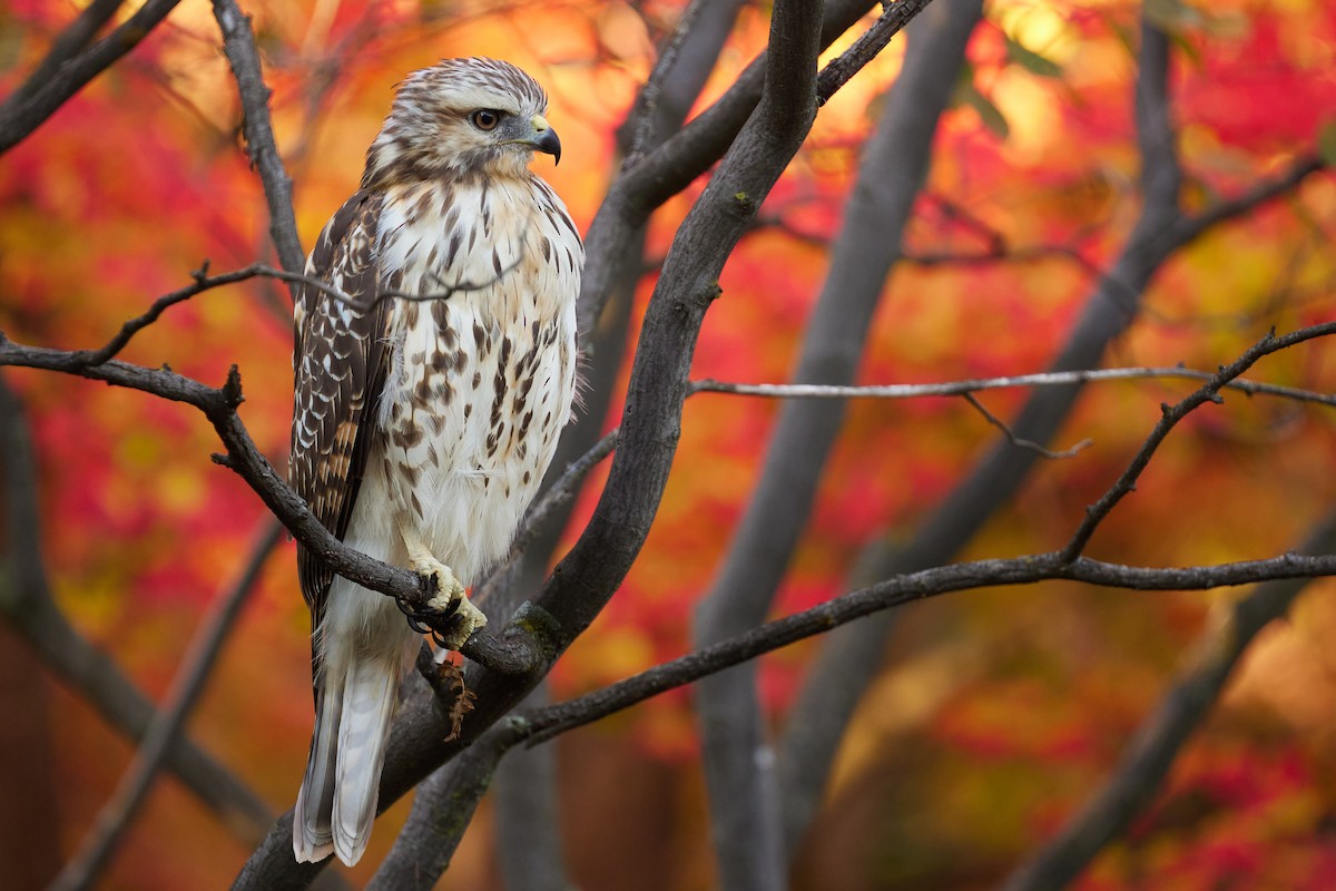 Rotschulterbussard - ML491012591