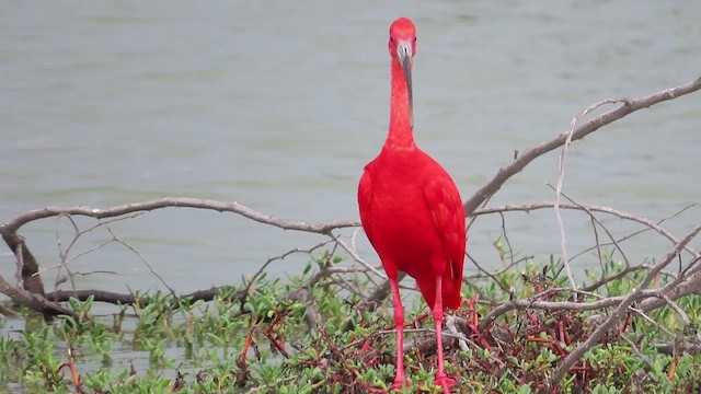 ibis rudý - ML491013581