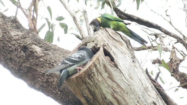 Rock Pigeon (Feral Pigeon) - ML491015291