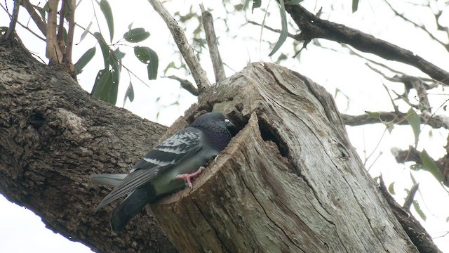 Rock Pigeon (Feral Pigeon) - ML491015311