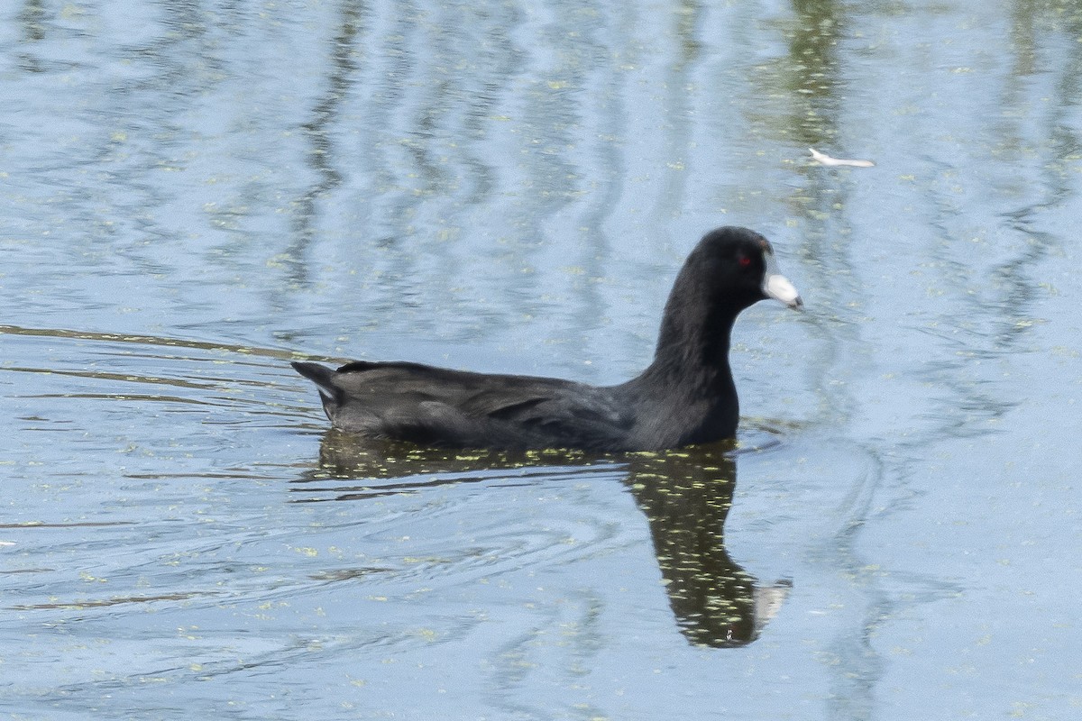 American Coot - ML491015391