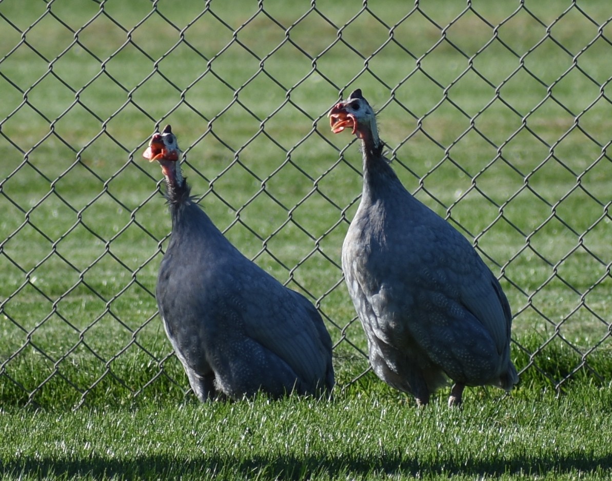 Helmeted Guineafowl (Domestic type) - ML491015571