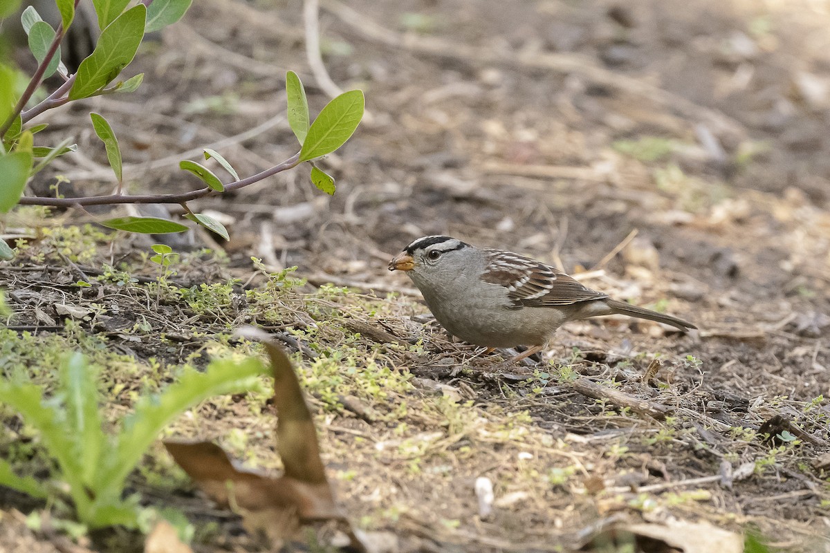 White-crowned Sparrow - James McNamara