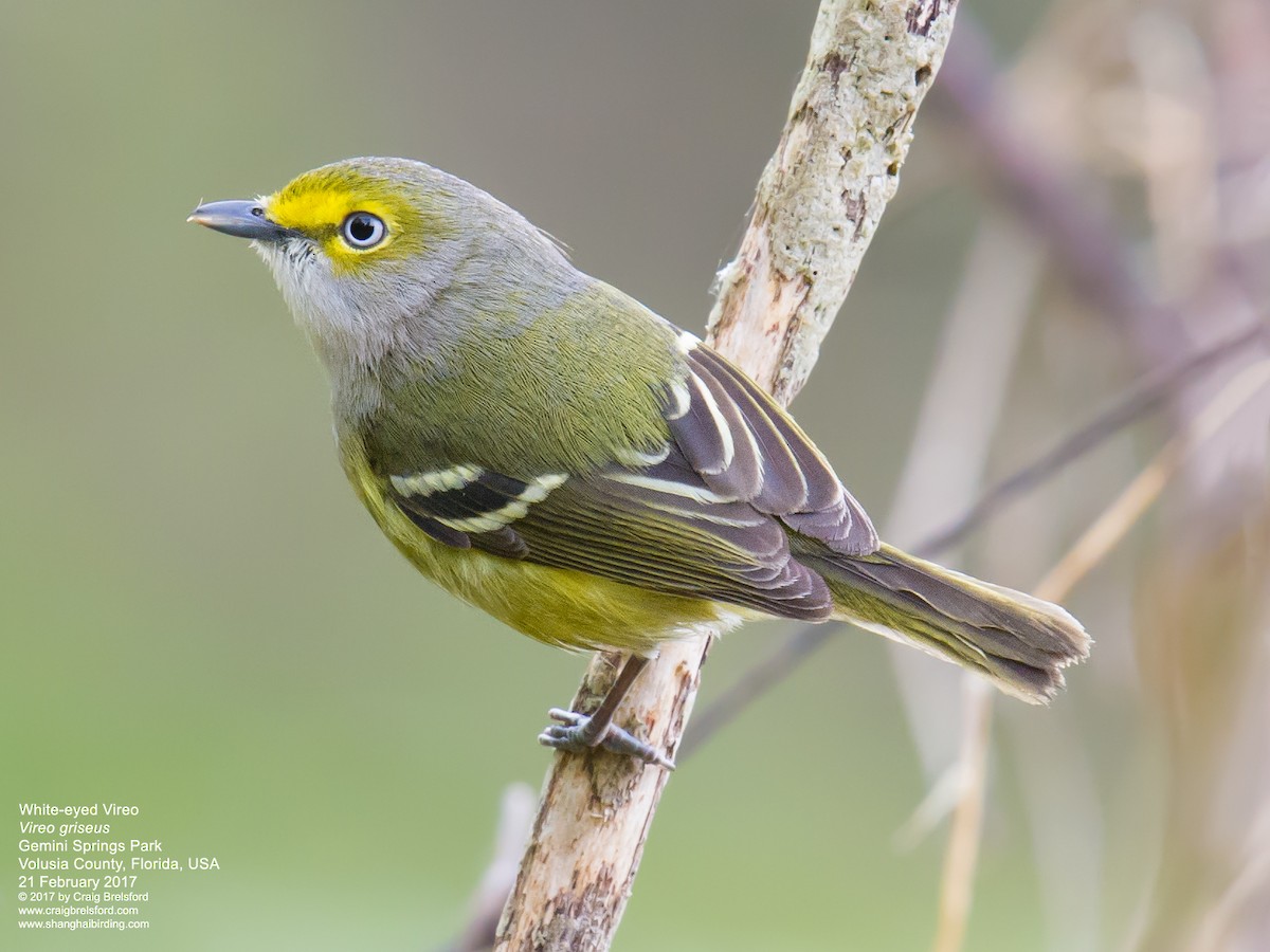 White-eyed Vireo - ML49101761