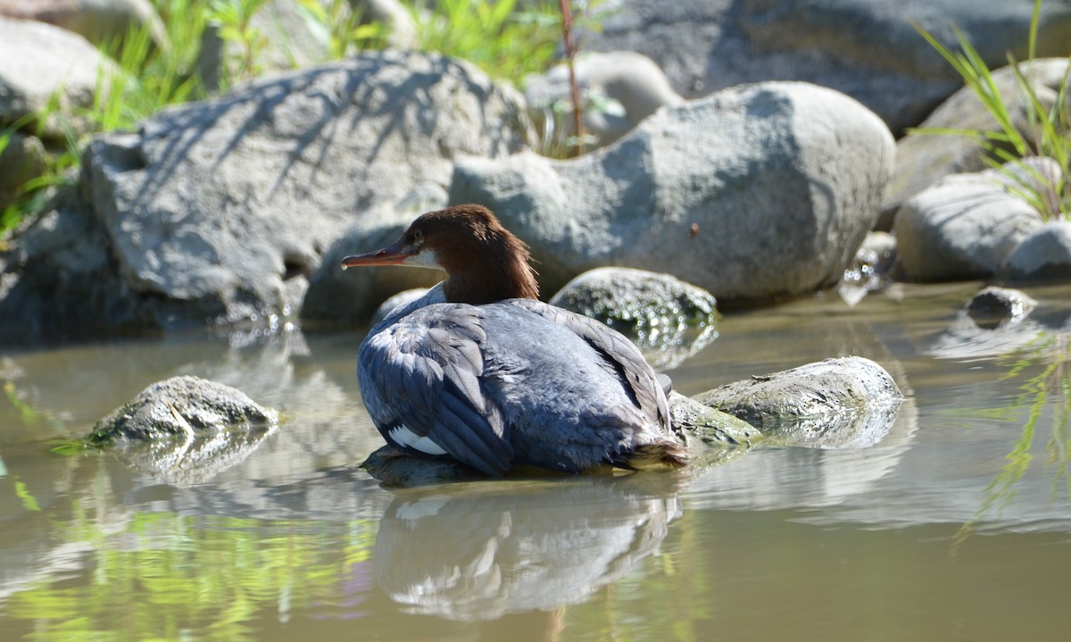 Common Merganser - ML491018811