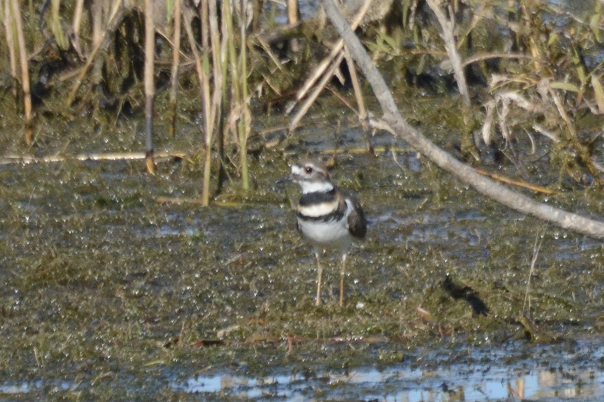 Killdeer - ML491019021