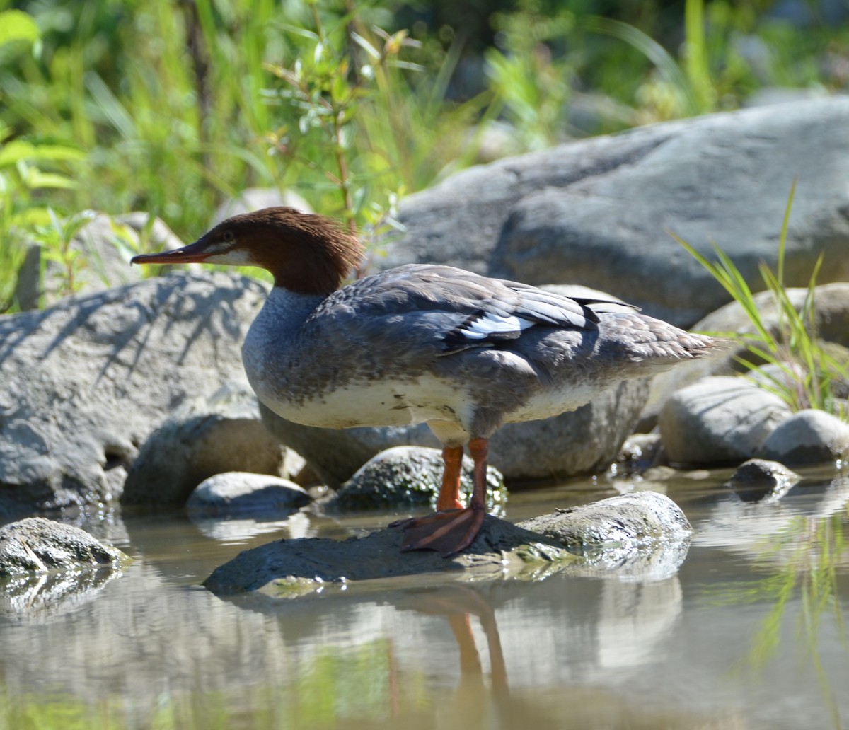 Common Merganser - ML491019081