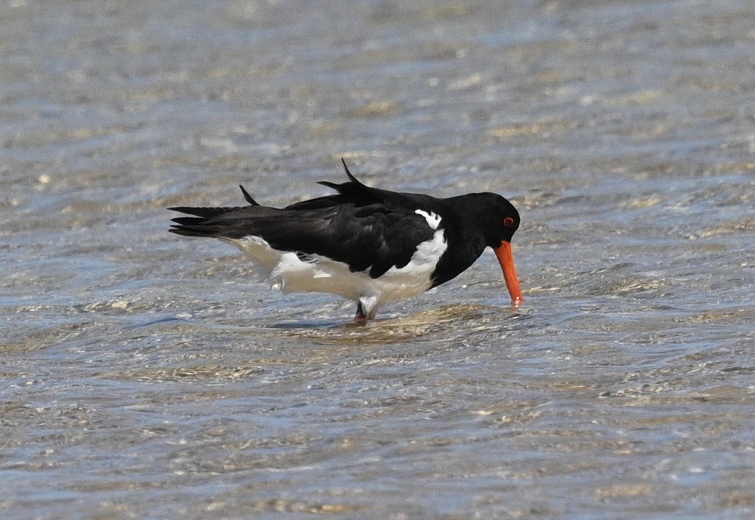 Pied Oystercatcher - ML491019491