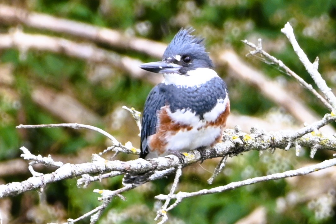 Belted Kingfisher - ML491019961