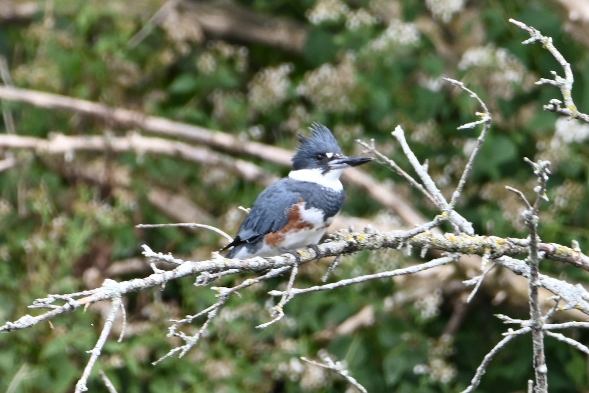 Belted Kingfisher - ML491020001