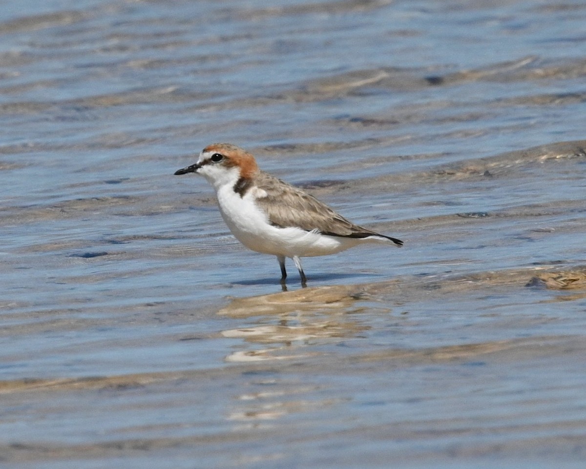 Red-capped Plover - Snotty Foster