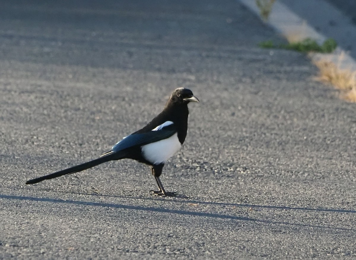 Black-billed Magpie - ML491020361