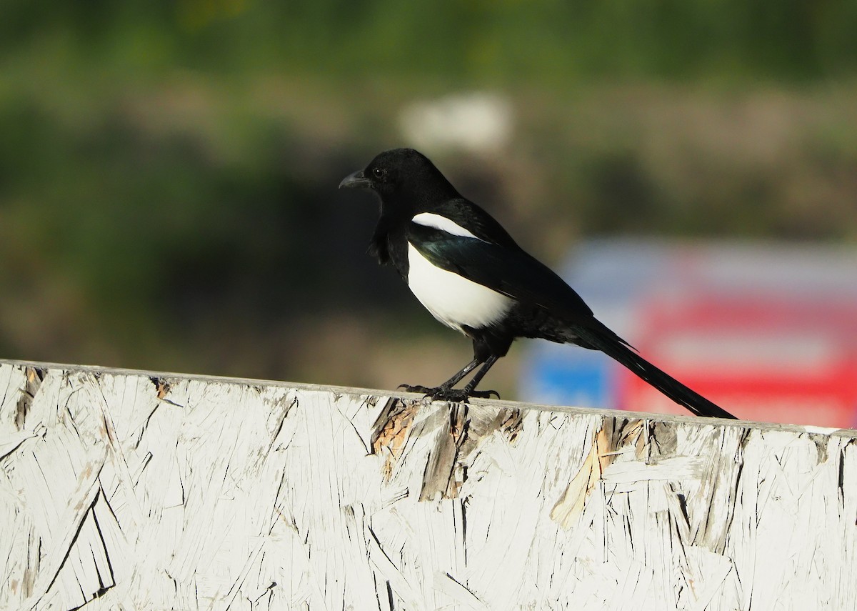 Black-billed Magpie - ML491020371