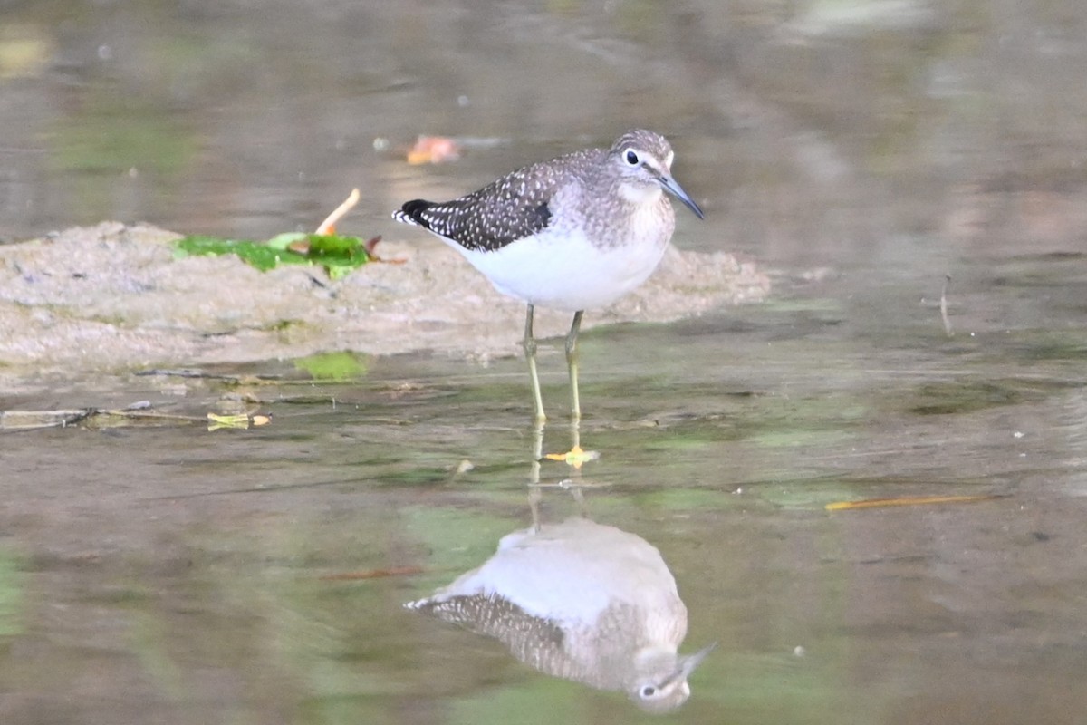 Solitary Sandpiper - ML491020531