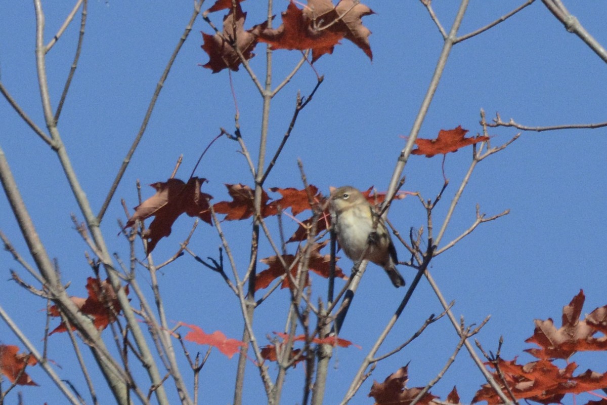 Yellow-rumped Warbler - ML491020621