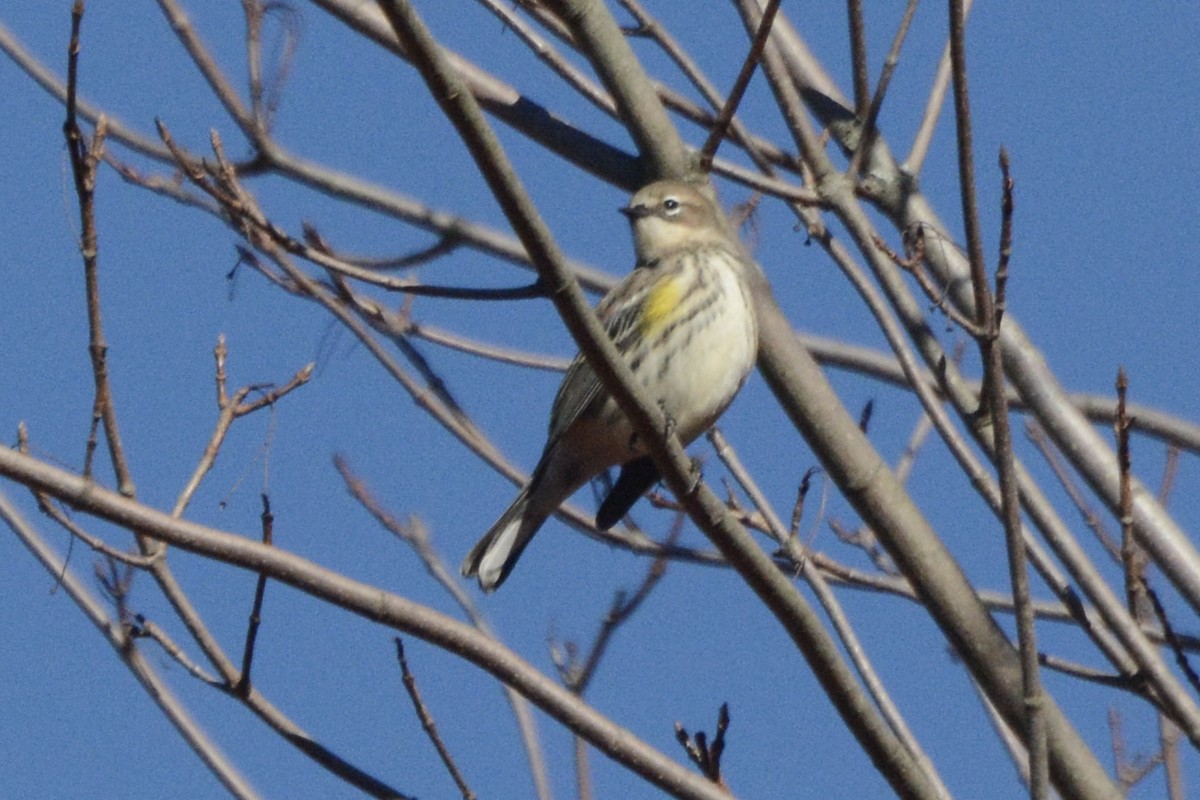 Yellow-rumped Warbler - ML491020631