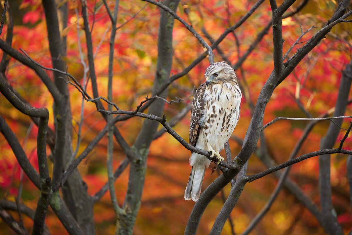 Rotschulterbussard - ML491020961