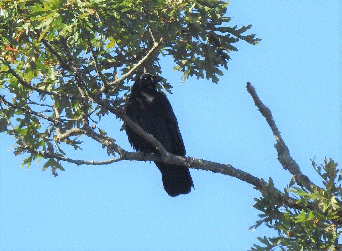 American Crow - ML491021001