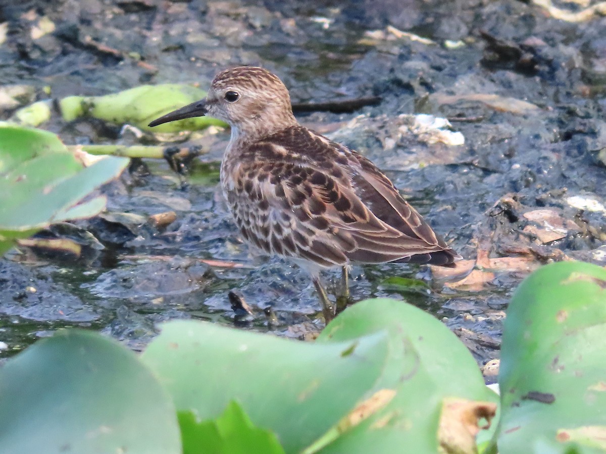 Least Sandpiper - ML491023211