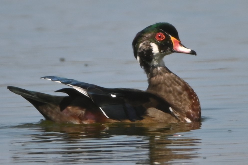 Wood Duck - ML491023271