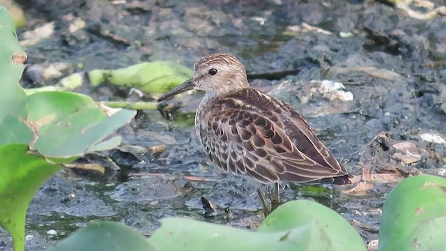 Least Sandpiper - ML491023321