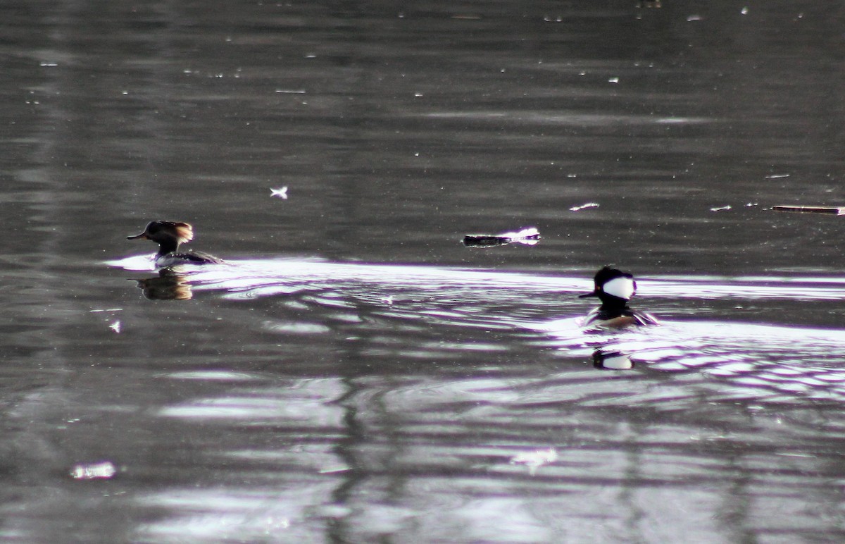 Hooded Merganser - ML49102391