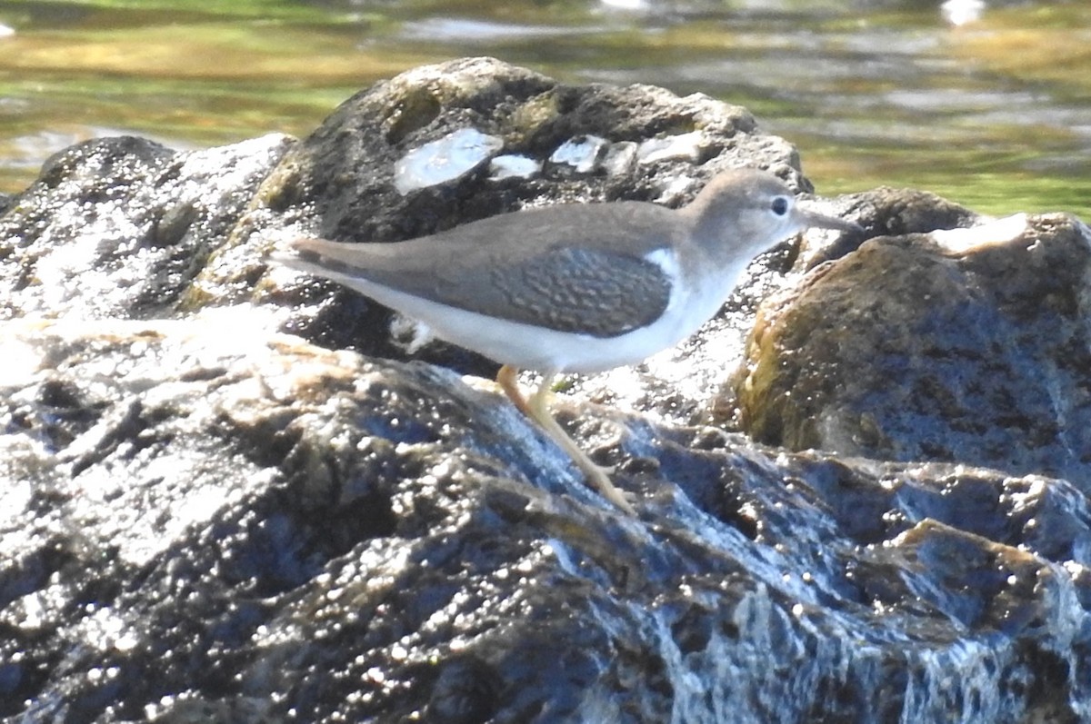 Spotted Sandpiper - alice horst