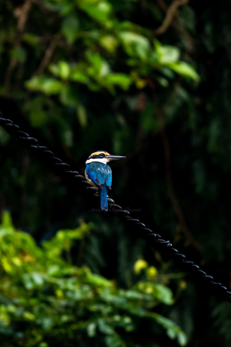 Collared Kingfisher - ML491024121