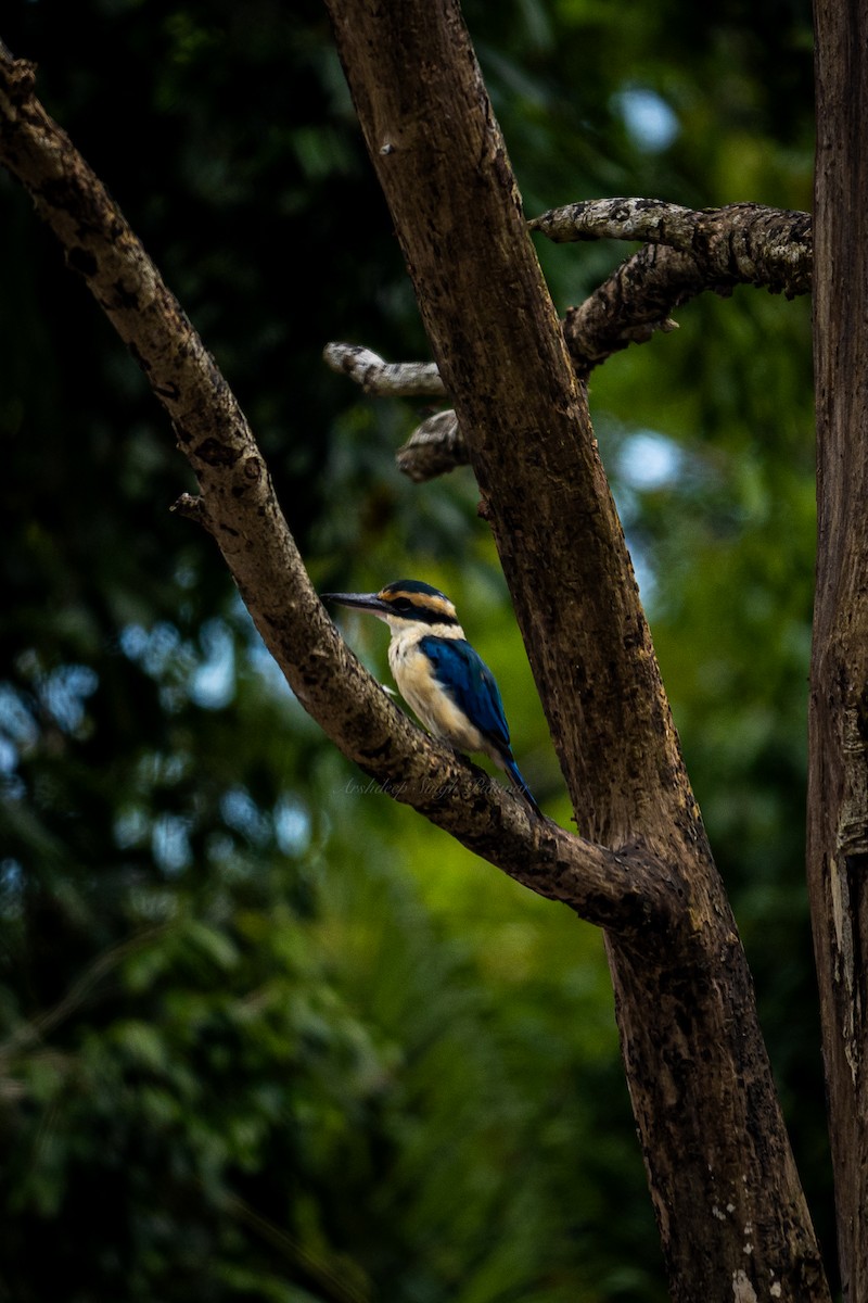 Collared Kingfisher - ML491024131