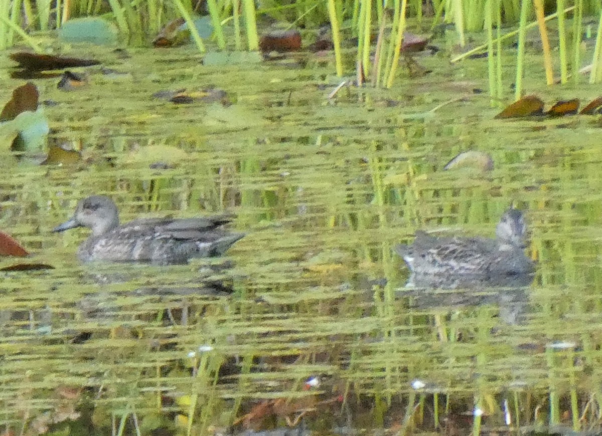 Green-winged Teal - David Pritchard