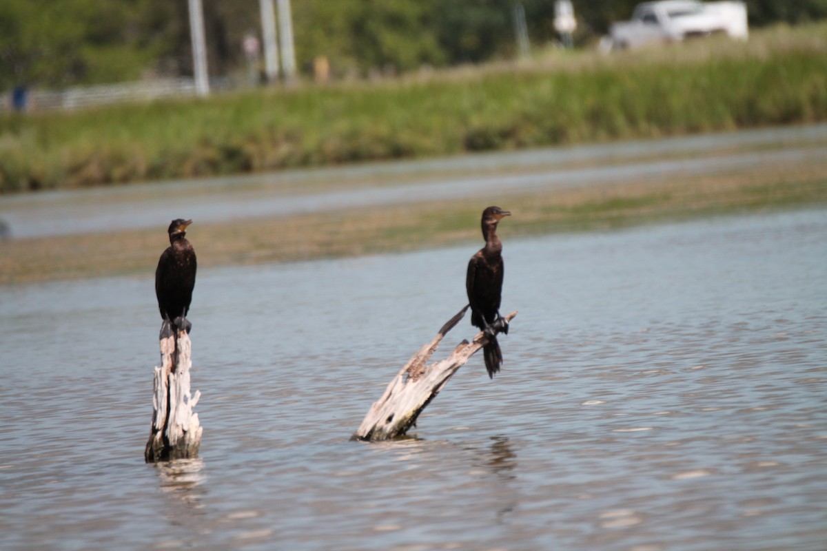 Neotropic Cormorant - ML491025521