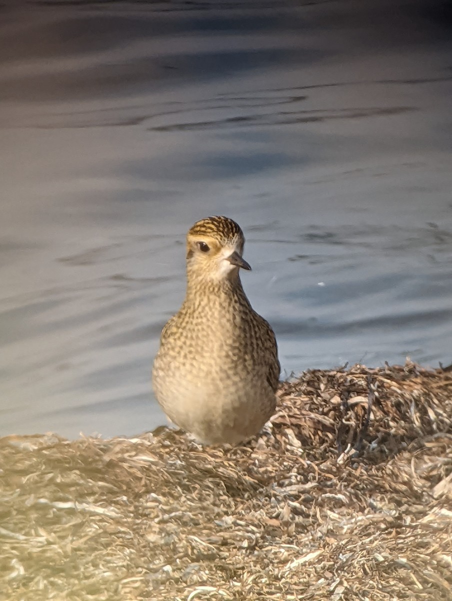 Pacific Golden-Plover - Kilian White