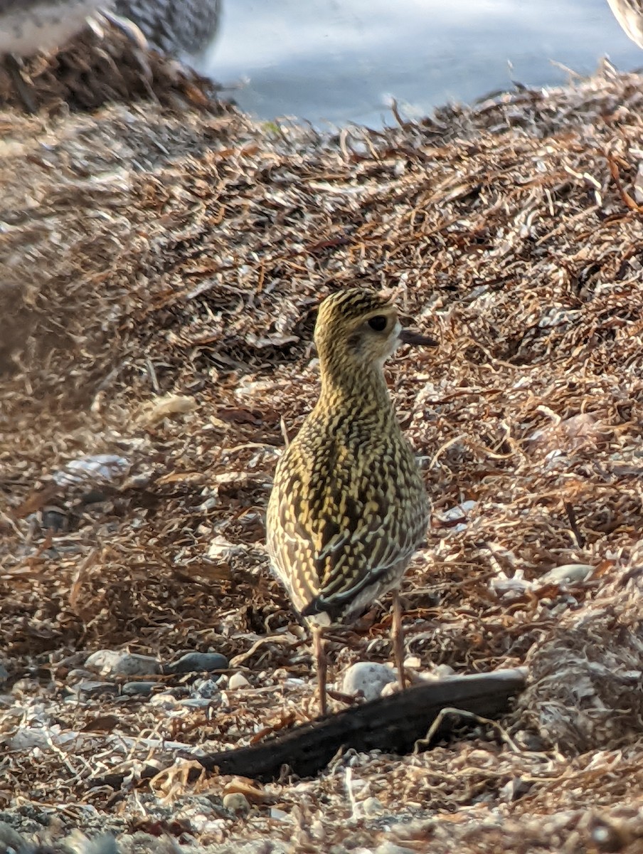 Chorlito Dorado Siberiano - ML491026401