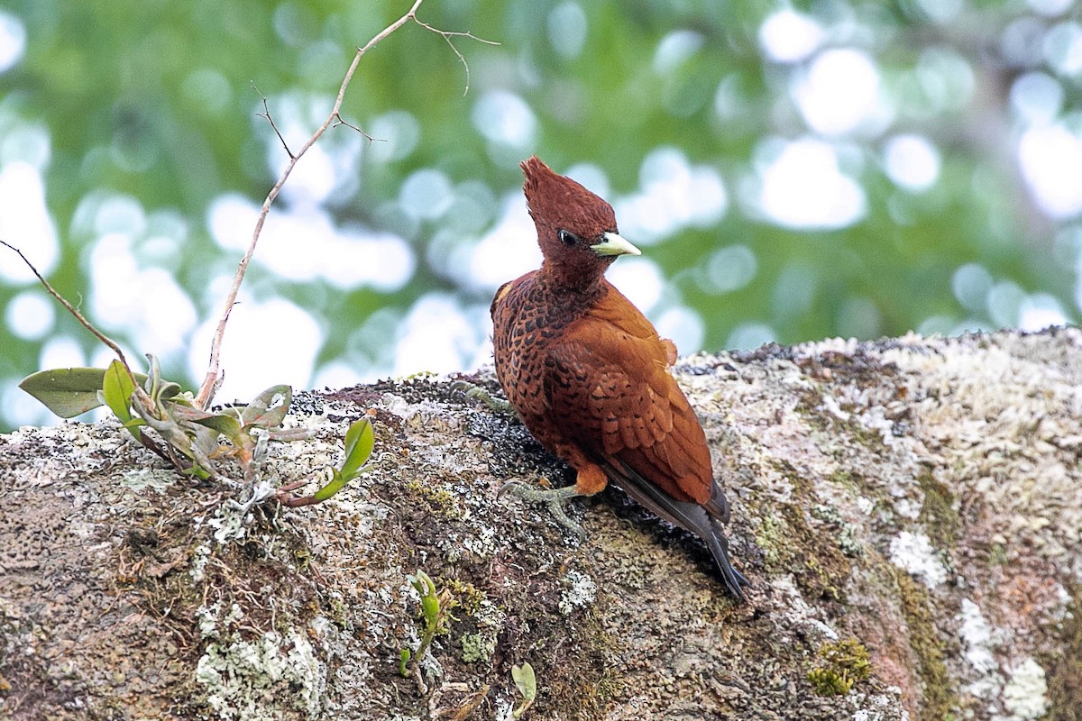 Waved Woodpecker (Scale-breasted) - Neil Hayward