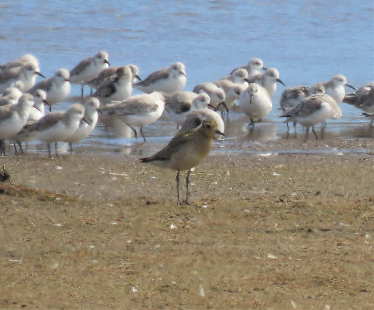 Pacific Golden-Plover - ML491027961