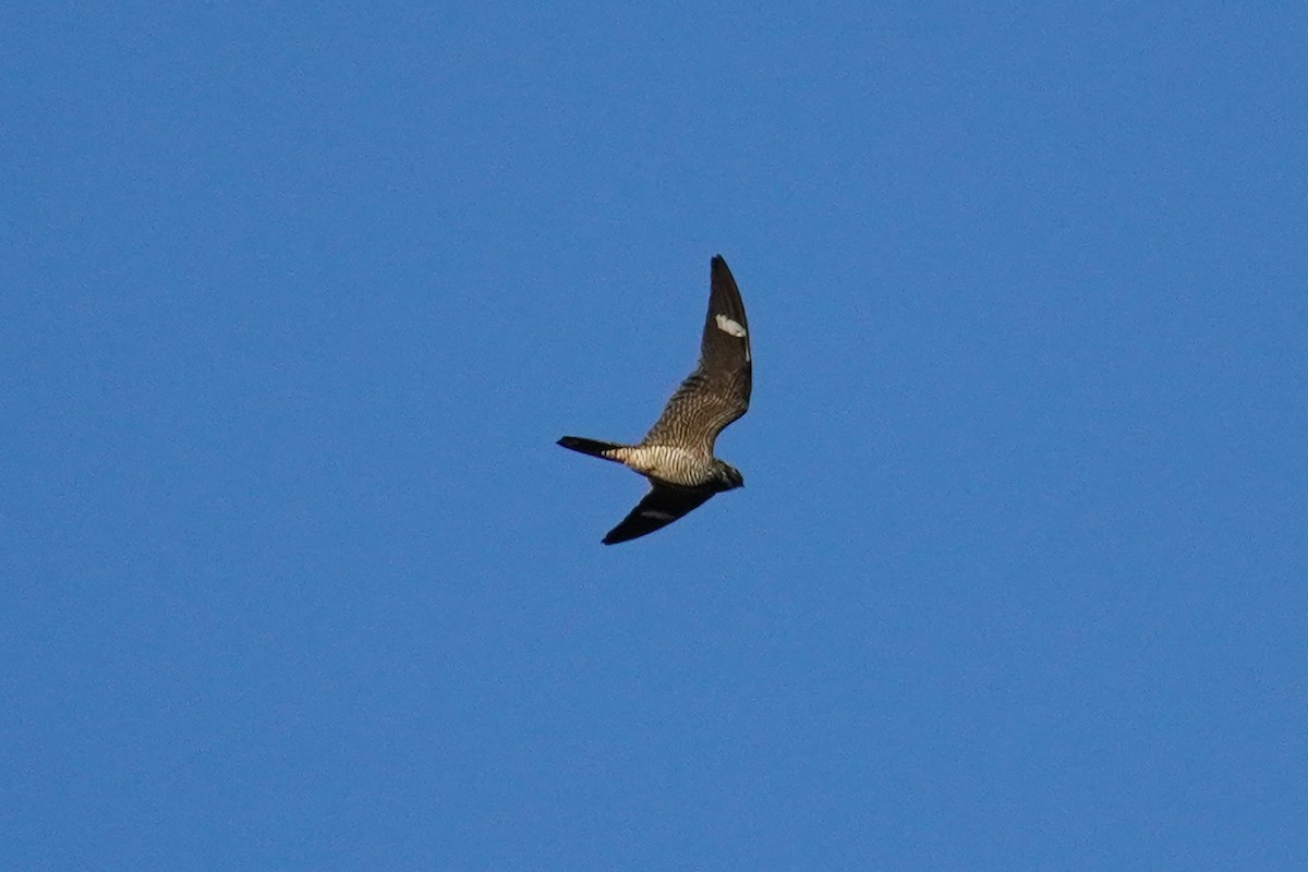 Common Nighthawk - ML491028191