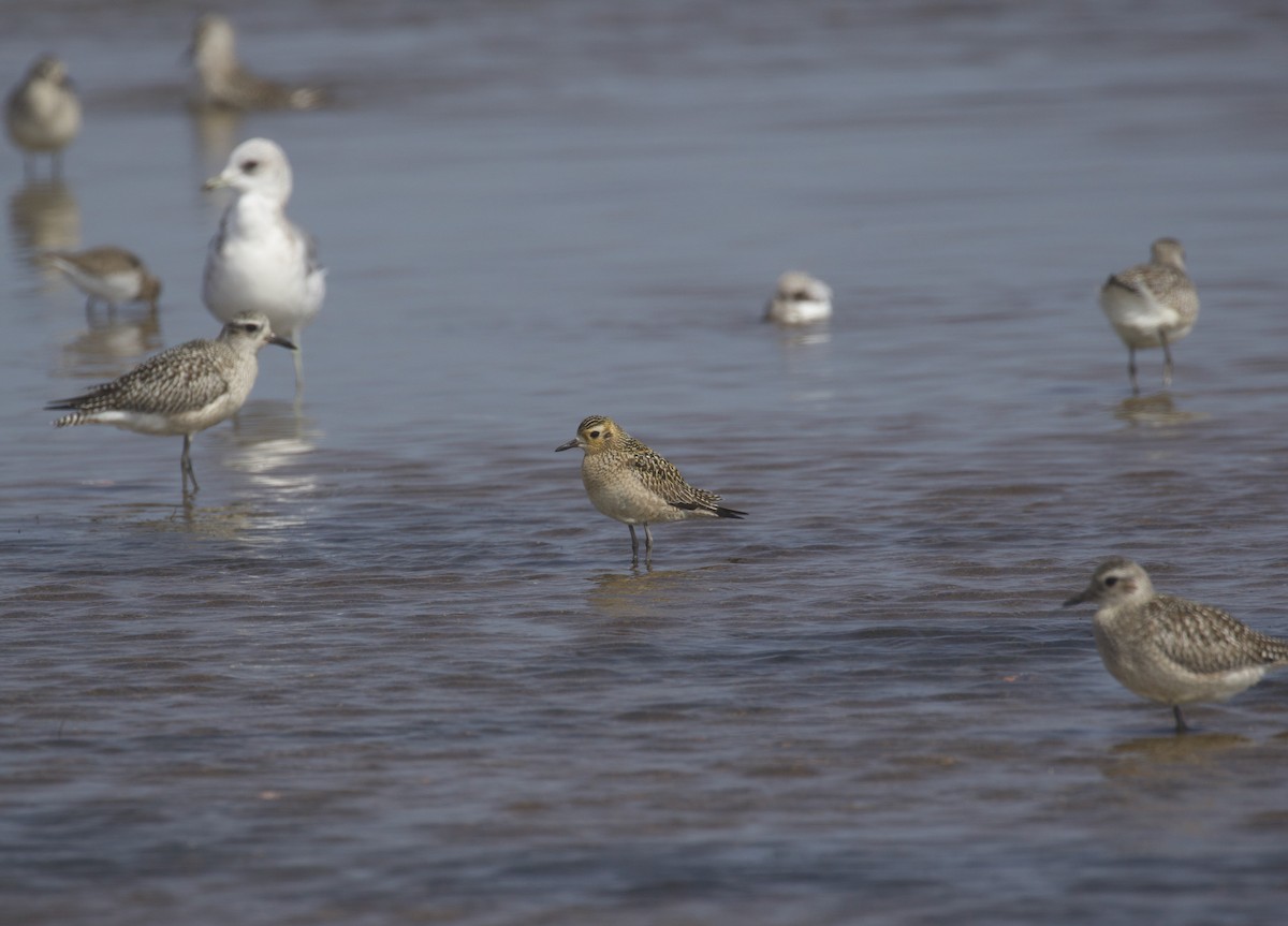 Pacific Golden-Plover - ML491028631