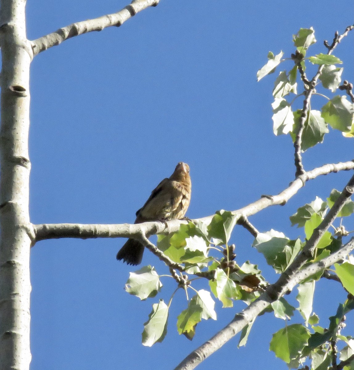 Blue Grosbeak - Heydi Lopes