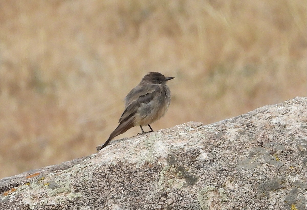 Say's Phoebe - ML491030131