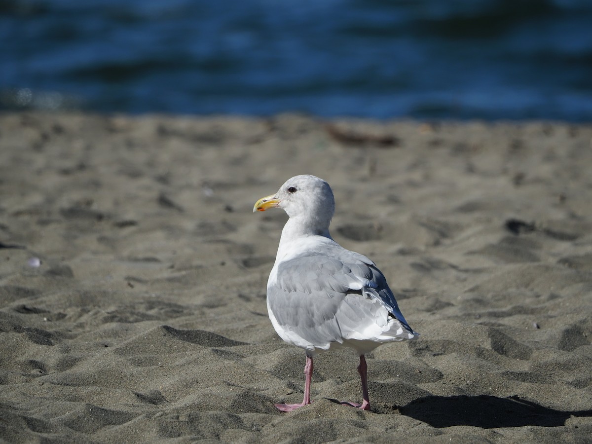 Glaucous-winged Gull - ML491031291