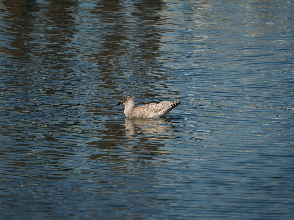 Glaucous-winged Gull - Edmond & Elza Cheng