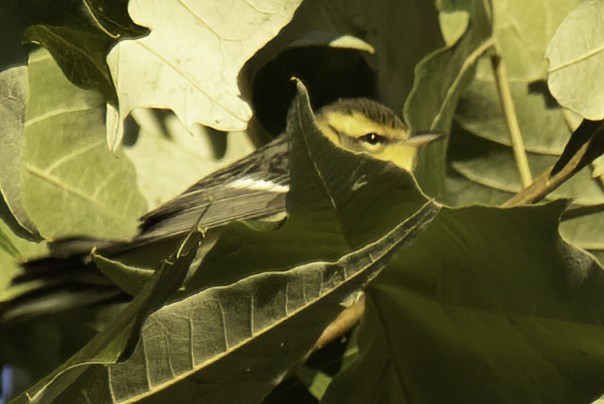 Blackburnian Warbler - ML491033221