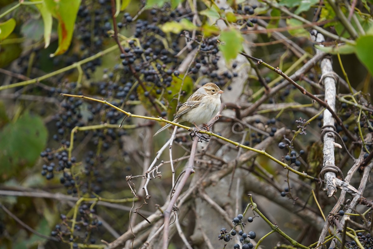 Chipping Sparrow - Kyle Klotz