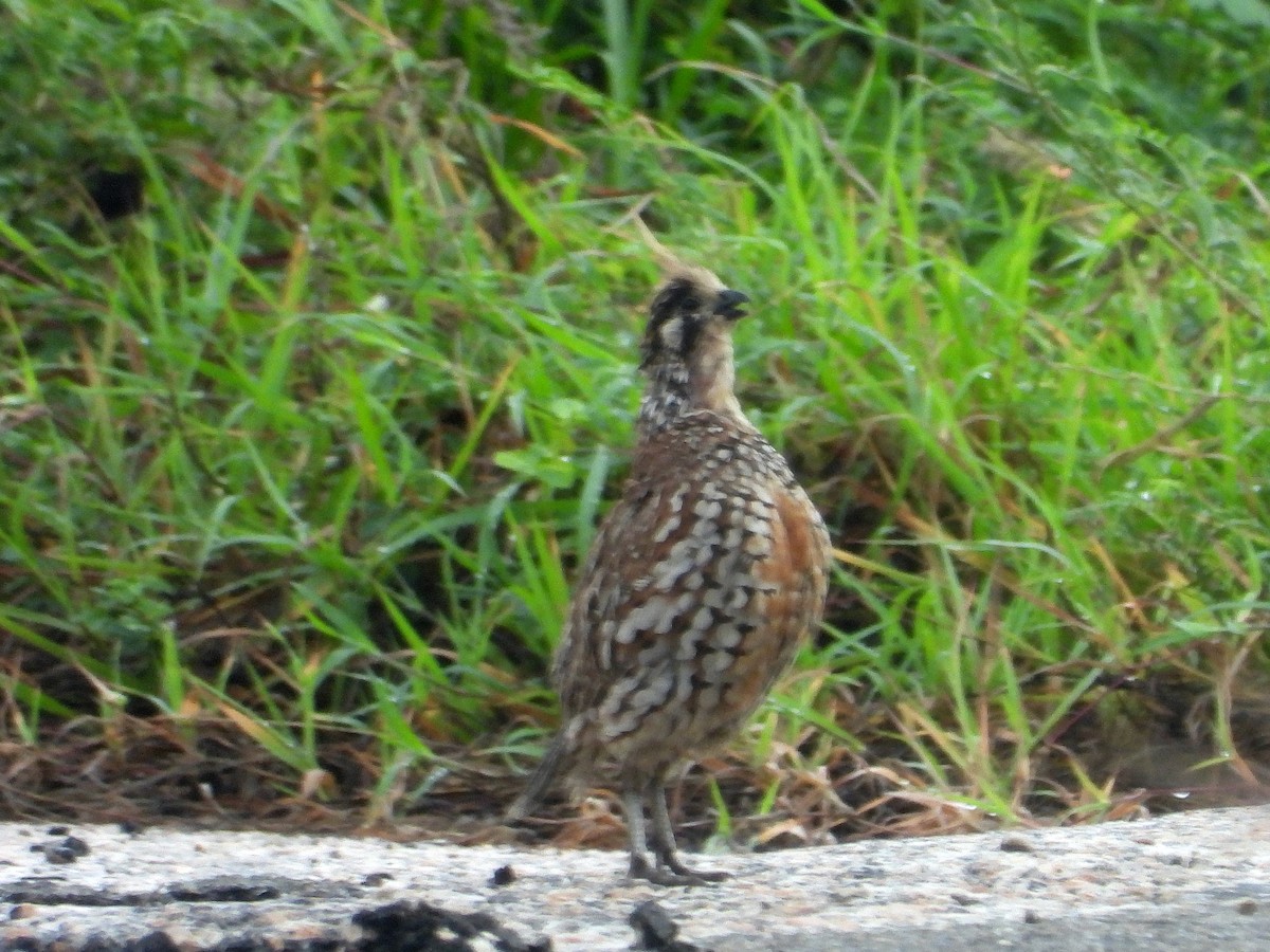 Crested Bobwhite - ML491034731