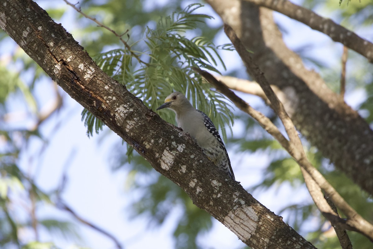 Golden-fronted Woodpecker - ML491035901