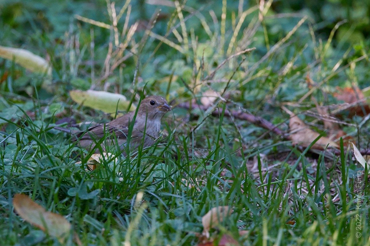 Indigo Bunting - ML491036001