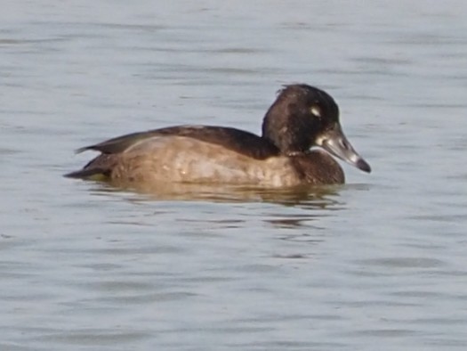 Ring-necked Duck - Wendy Feltham