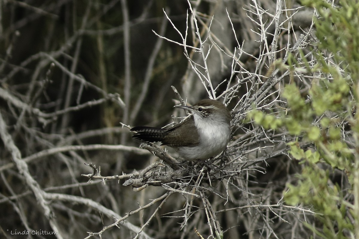 Bewick's Wren - Linda Chittum