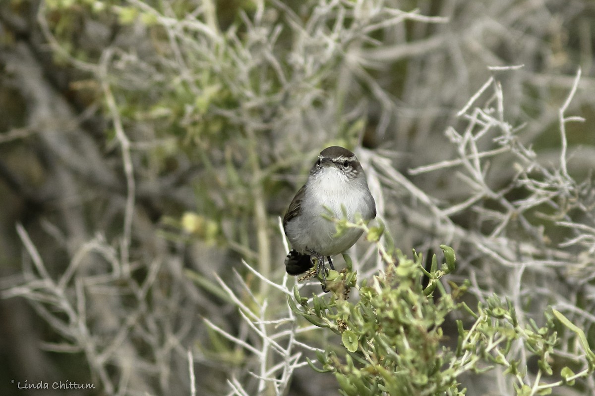 Bewick's Wren - ML491039641