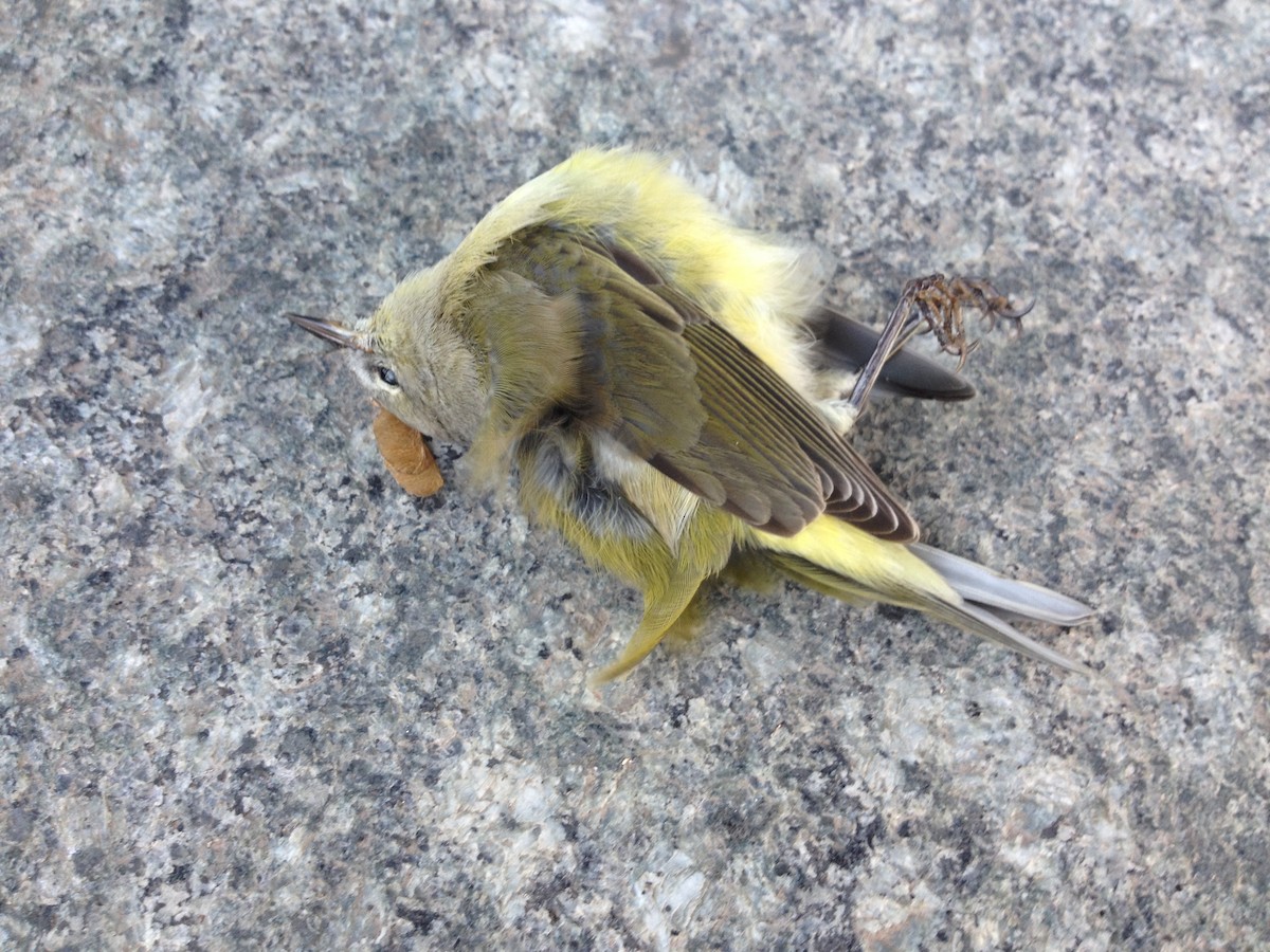 Orange-crowned Warbler - Nathan Kuhnert